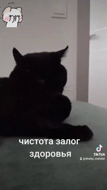 Как умывается 🐈 кот /How to wash cat. смотреть онлайн