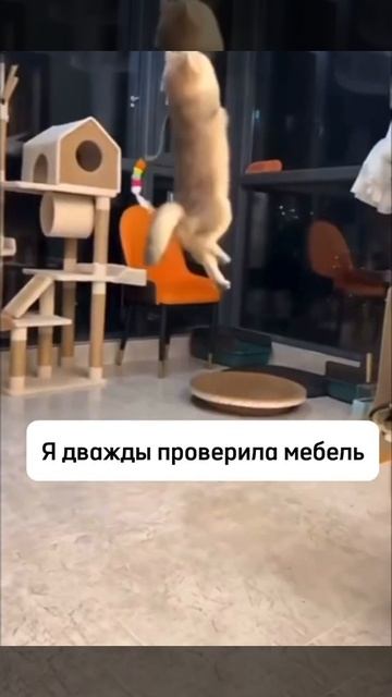 Игрушка для кошек интерактивная, распаковка Ozon WB смотреть онлайн