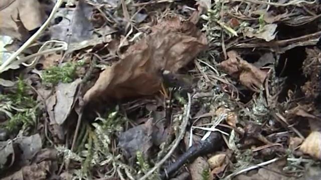 Sluipwesp.mpg смотреть онлайн