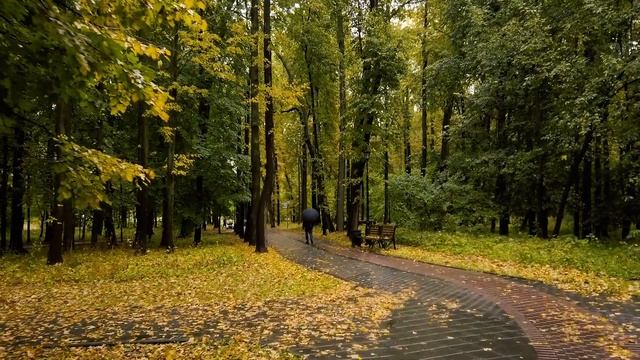 Прогулка в лесу под дождем (часть 2) Для сна и расслабления смотреть онлайн
