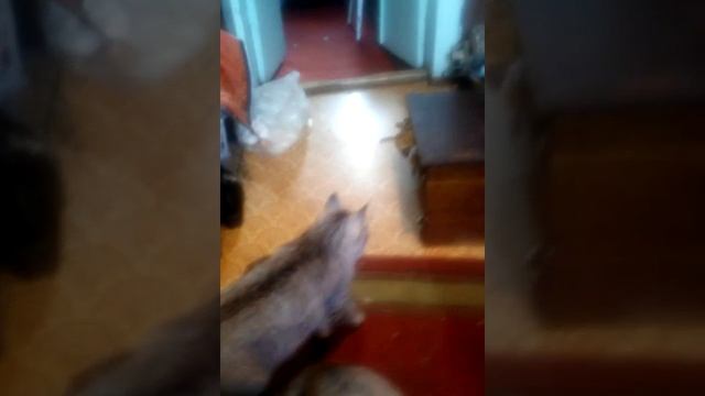 Мама кот и сын кот смотреть онлайн