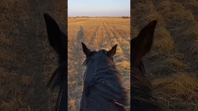 Галоп в поле, Черника смотреть онлайн