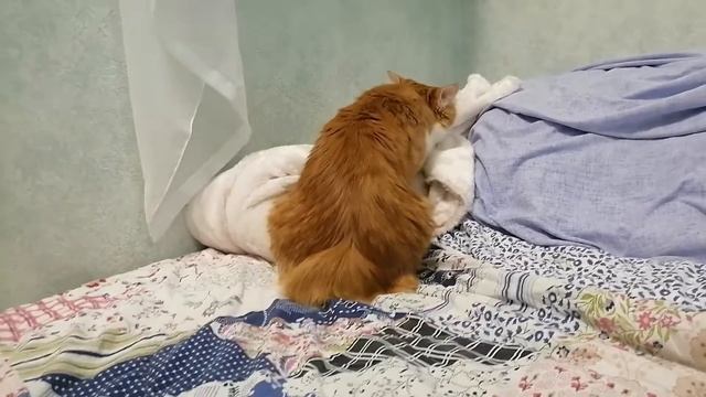 День наших кошек / Day of our cats смотреть онлайн