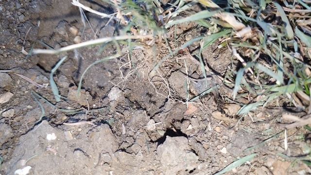 Ants in the Wild - Lasius, Myrmica, Nuptial flights & Destruction смотреть онлайн