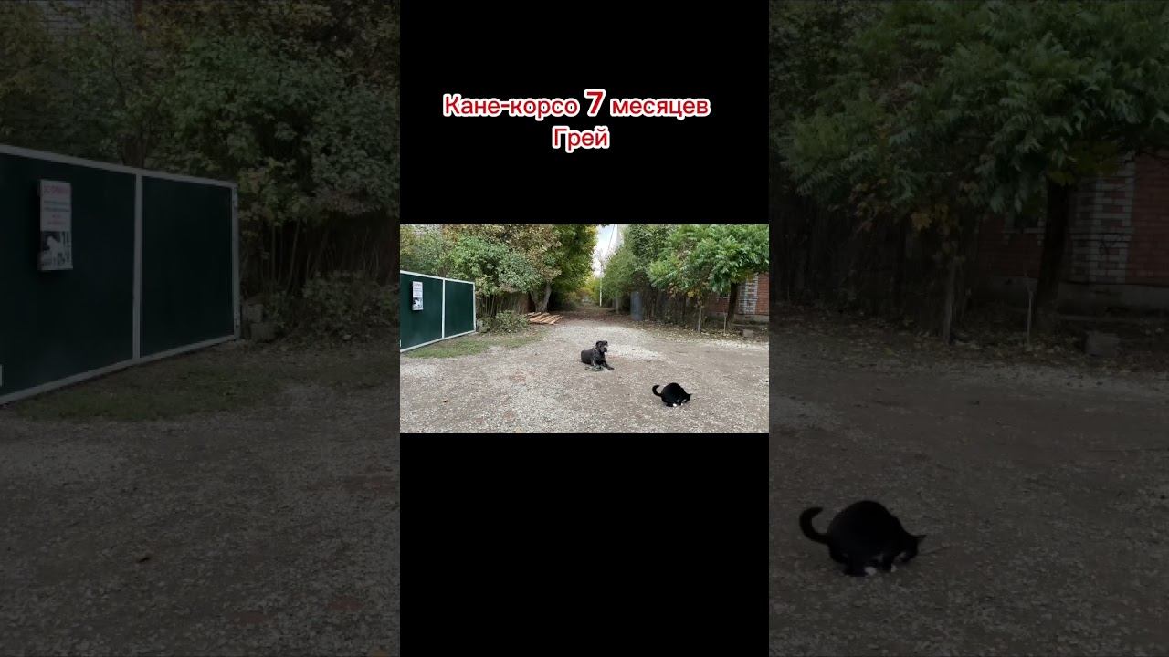 Кане-корсо Грей команда лежать смотреть онлайн