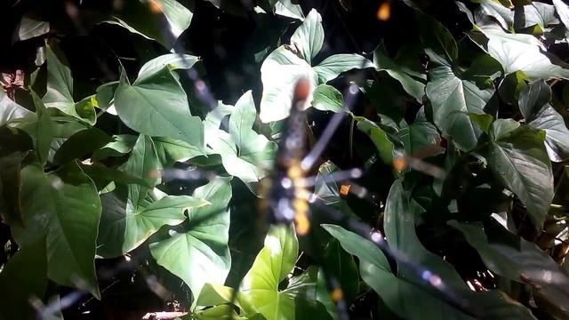 Nephila pilipes in Taipei [CC] смотреть онлайн