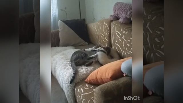 Если вас всё бесит, делайте как этот кот! смотреть онлайн