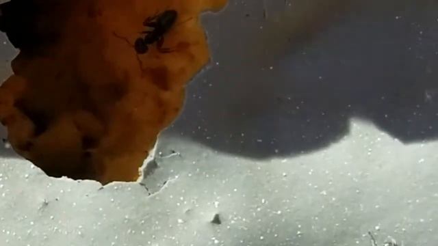 Velvety Tree Ants By NCW Home Inspections смотреть онлайн