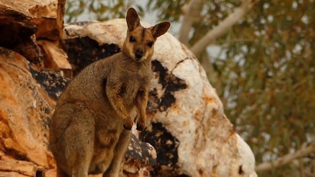 Purple-necked Rock-wallaby (Petrogale purpureicollis) смотреть онлайн