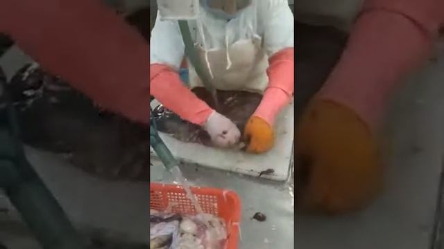giant squid fillet смотреть онлайн