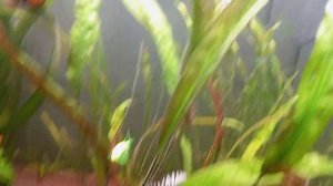 Лампа для аквариума с пультом управления OELX.