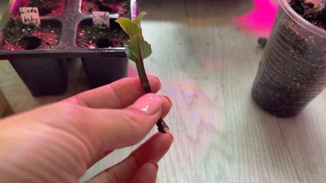 Черенкование георгин. Мой способ #милыйдом