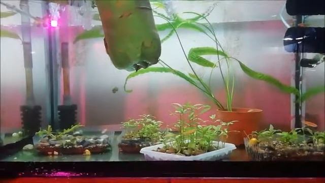 борьба с зеленой водой часть 2 смотреть онлайн