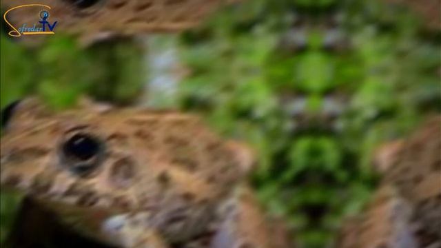 KATAK TEGALAN || Fejervarya limnocharis смотреть онлайн