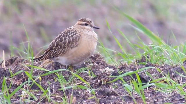 Dotterel (Charadrius morinellus) Hiiumaa 9.9.2017 смотреть онлайн
