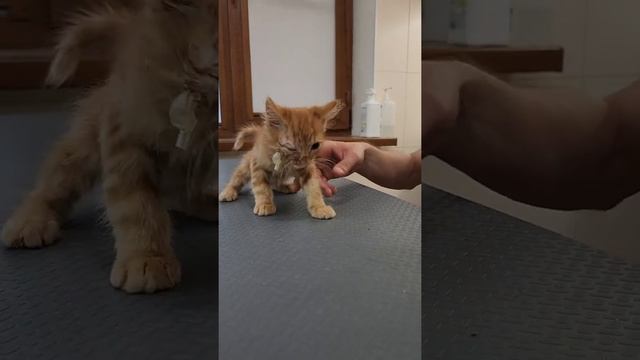 Котёнок Рыжик, вторая серия #Zoovetdoсtor #УшаковДмитрий смотреть онлайн