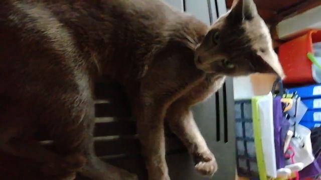 Russian Blue Cat. Порода кошек Русская Голубая в Португалии 🇵🇹 @YouTube (4) смотреть онлайн