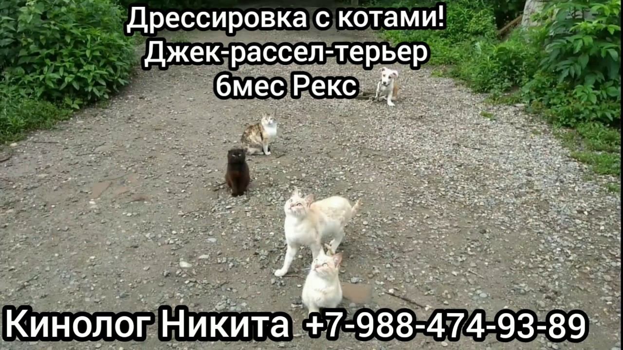 Джек-рассел-терьер дрессировка с котами