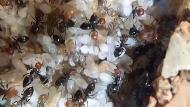 Crematogaster scutellaris смотреть онлайн