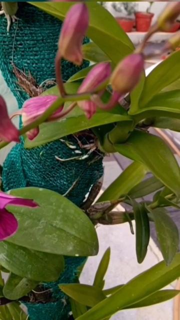 Dendrobium Orchid#shorts #shortvideos #garden смотреть онлайн