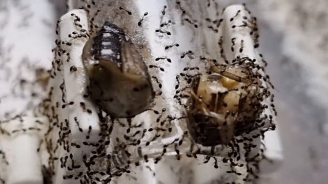 🐜 Monomorium floricola - Karmienie świerszczem kubańskim Gryllus assimilis смотреть онлайн