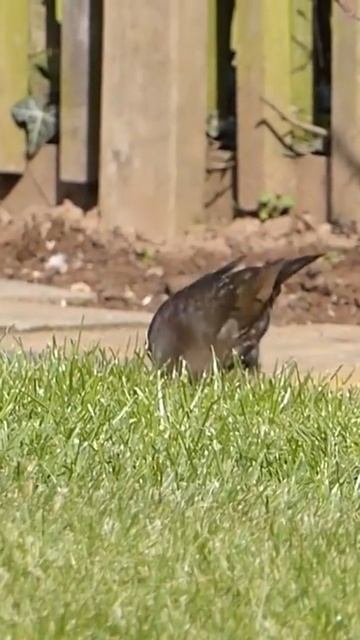 #birds best moment смотреть онлайн