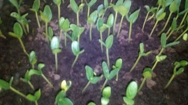 Эти семена огурца за 2018 год проросли 100 %. смотреть онлайн