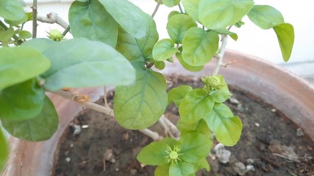 Grand Duke Jasmine | Arabian Jasmine | Grand Duke of Tuscany #gardening #jasmine смотреть онлайн