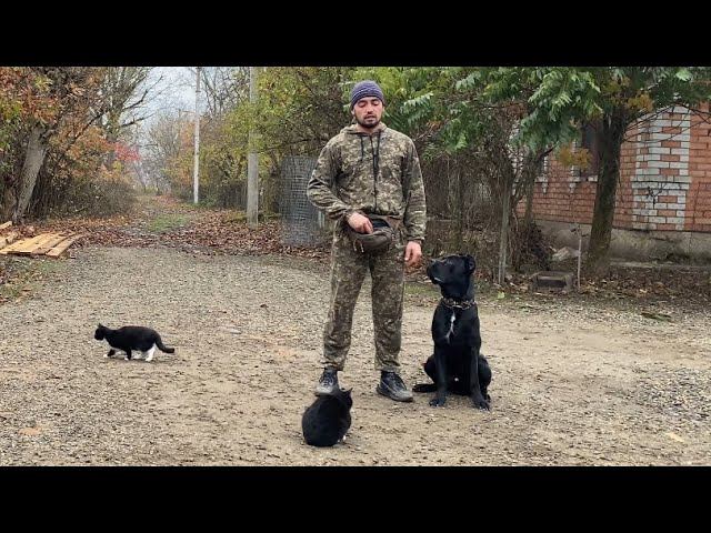 Кане-корсо-БЕЗ ПОВОДКА / Дрессировка с котами/ Титан 8 месяцев смотреть онлайн