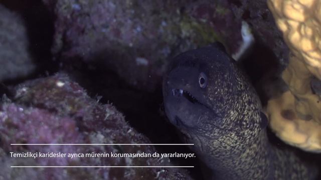 Mediterranean moray eal & Cleaner shrimps / Muren ve temizlikci karidesler смотреть онлайн