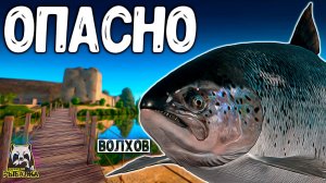 РУССКАЯ РЫБАЛКА 4.  ОПАСНЫЕ РЫБКИ МОГУТ БЫТЬ С РАЗМОТОМ #рр4