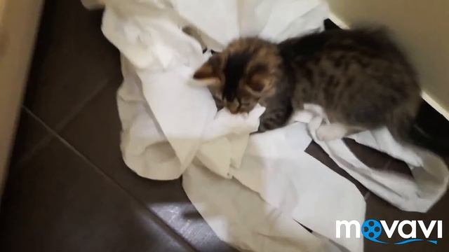 Когда у тебя есть кот.... - НОВАЯ Рубрика! Funny cats смотреть онлайн
