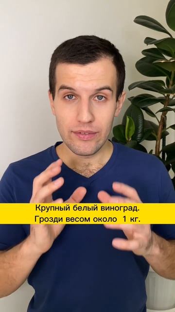 3 сладких сорта винограда для северных регионов смотреть онлайн
