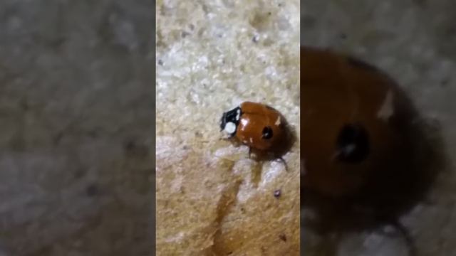 Божья коровка на кусочке хлеба. Как она сюда попала,не понятно смотреть онлайн