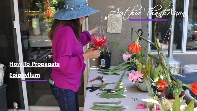 How To Propagate Epiphyllum - Orchid Cactus - Blooming from May - September #epiphyllum #flowers смотреть онлайн