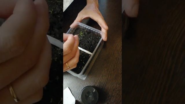 Спасение рассады табака. смотреть онлайн