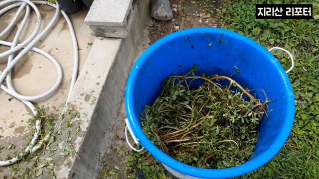 쇠비름 액비 만들기 / 이렇게 좋은 쇠비름 액비 안 만들면 큰 손해 / 쇠비름 액비 효능 / 쇠비름 액비 만드는 법 / purslane liquid fertilizer смотреть онлайн