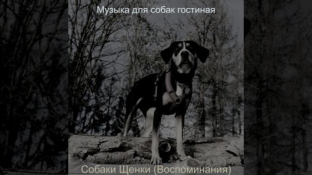 Впечатление (Спящие собаки) смотреть онлайн