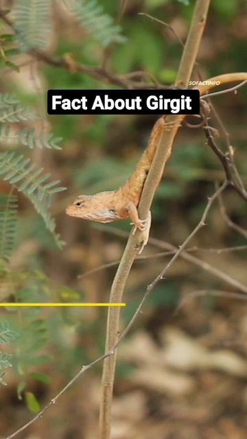 A Blind Chameleon Can Still Adjust To The Colors Of its Environment #shorts смотреть онлайн