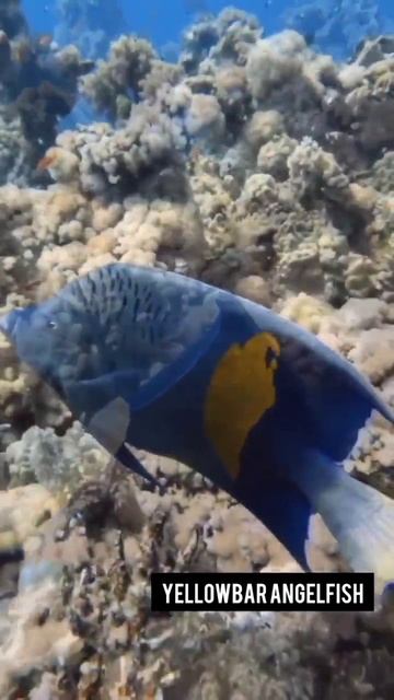 Yellowbar Angelfish #viral #kerala #shorts смотреть онлайн