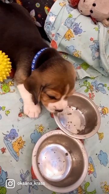 щенки Бигля . Купер + Бетти смотреть онлайн