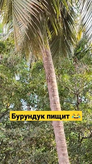 #индия #релоканты #гоа2023 #релокация #india #travel #goa #животные смотреть онлайн