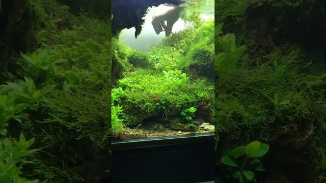 Rotala Trim смотреть онлайн