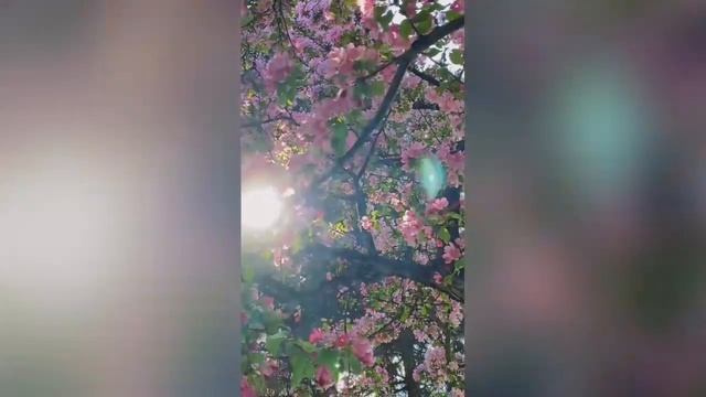 Волшебный мир природы. смотреть онлайн