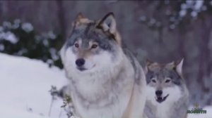 Метель, судьбы хозяйка. Эдуард Хаснутдинов .