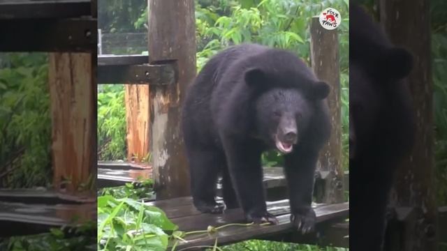 A Day in the Life of Our Happy Rescued Bears 🐻☀💚 смотреть онлайн