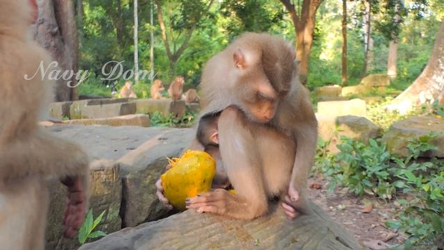 In Morning! Mom Libby Got A Big Mango From Cameraman, Baby Rainbow Walk Around Mom Looks Happy