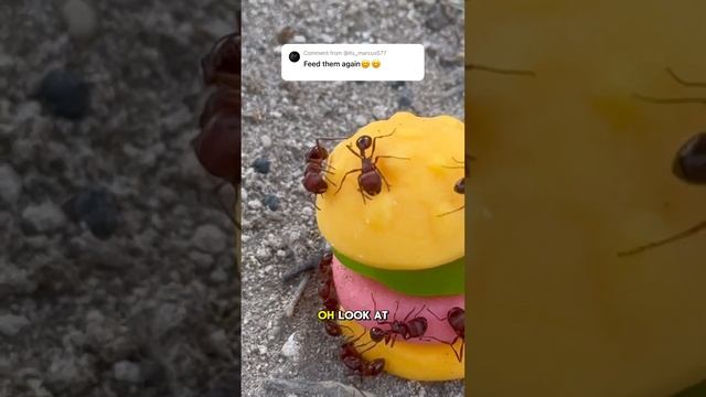 Ants 🐜 vs. Krabby Patty 🍔 Part 1 #ants #insects #zyxcba #anthill #facts #antseating #shorts смотреть онлайн