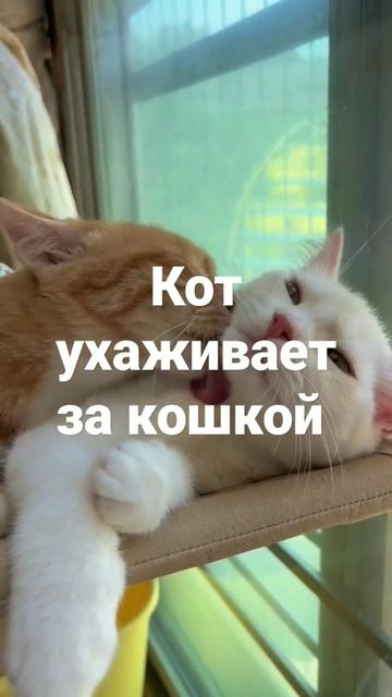Кот ухаживает за кошкой #коты #кошки смотреть онлайн