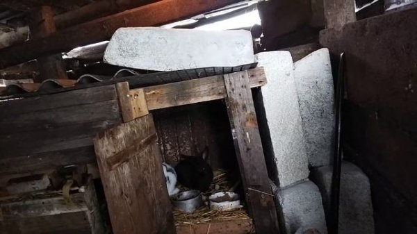 ЧЕМ КОРМИТЬ КРОЛИКОВ///ЖИЗНЬ В ДЕРЕВНЕ